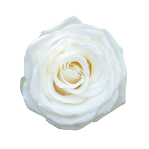 ROSE, 50CM WHITE, ALBA