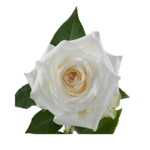 ROSE, 50CM WHITE, CANDLELIGHT