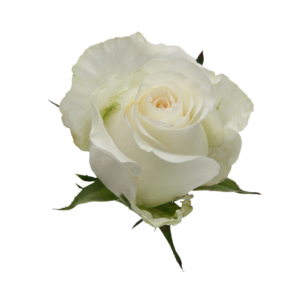 ROSE, 50CM WHITE, GLACIER