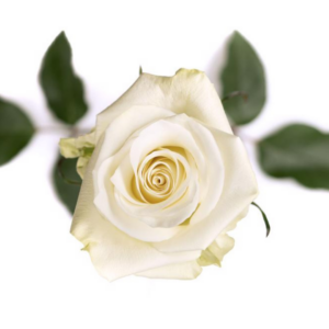 ROSE, 50CM WHITE, MIA