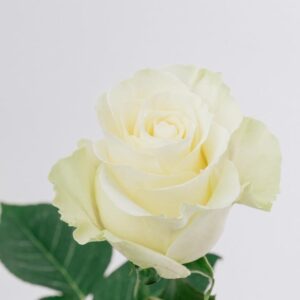 ROSE, 50CM WHITE, MONDIAL