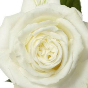 ROSE, 50CM WHITE, PLAYA BLANCA