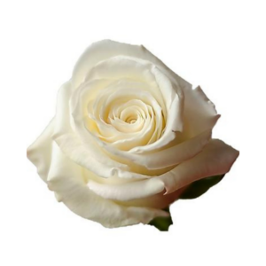 ROSE, 50CM WHITE, SNOWY JEWEL
