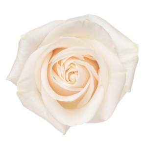 ROSE, 50CM WHITE, VENDELLA