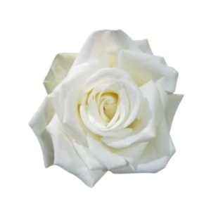 ROSE, 50CM WHITE, WHITE HOUSE