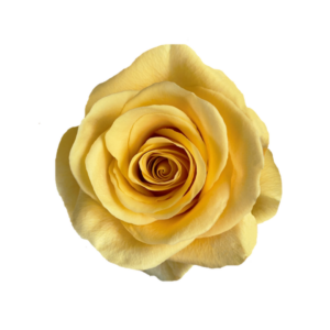 ROSE, 50CM YELLOW, BUMBLE BEE