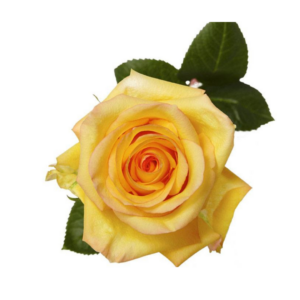 ROSE, 50CM YELLOW, DEJA VU