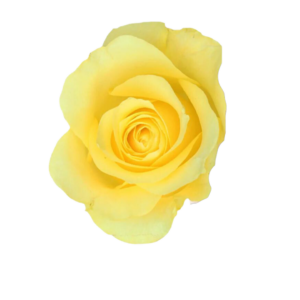 ROSE, 50CM YELLOW, HOT YELLOW