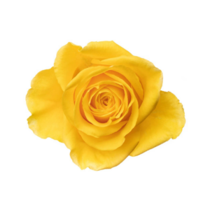 ROSE, 50CM YELLOW, MOON WALK