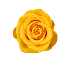 ROSE, 50CM YELLOW, SONRISA