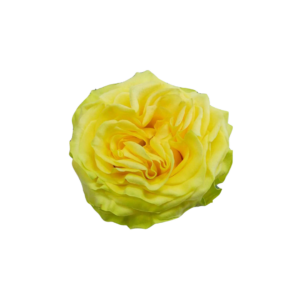 ROSE, 50CM YELLOW, STAR WALKER