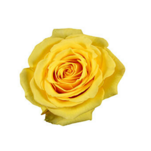 ROSE, 50CM YELLOW, SUPER SUN