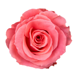 ROSE, 60CM CORAL, AMSTERDAM