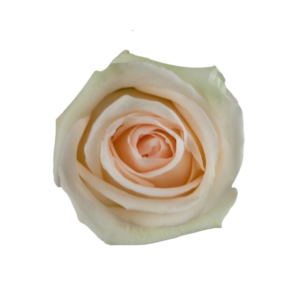 ROSE, 60CM CREAM, LA PERLA