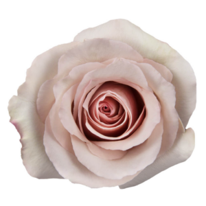 ROSE, 60CM CREAM, QUICKSAND