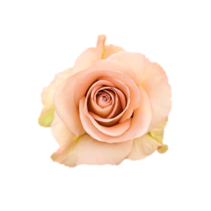 ROSE, 60CM CREAM, SENSEI