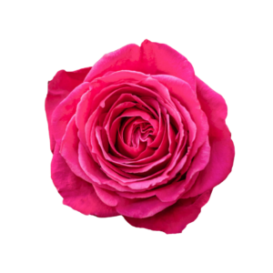 ROSE, 60CM DARK PINK, CHERRY O