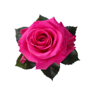 ROSE, 60CM DARK PINK, COTTON CANDY