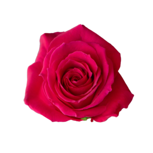 ROSE, 60CM DARK PINK, PINK FLOYD