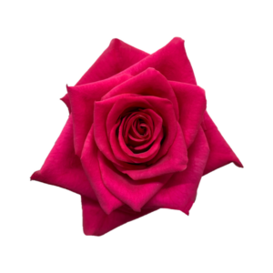 ROSE, 60CM DARK PINK, HOT EXPLORER