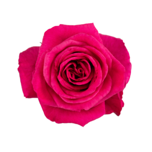 ROSE, 60CM DARK PINK, HOT LADY