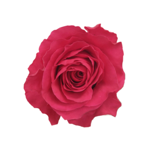 ROSE, 60CM DARK PINK, HOT SPOT