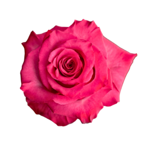 ROSE, 60CM DARK PINK, LOLA
