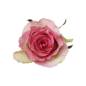 ROSE, 60CM DARK PINK, MALIBU