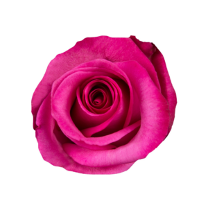 ROSE, 60CM DARK PINK, PURPLE CEZANNE