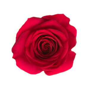 ROSE, 60CM DARK PINK, QUEEN BERRY