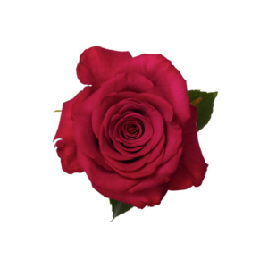 ROSE, 60CM DARK PINK, ROSEBERRY