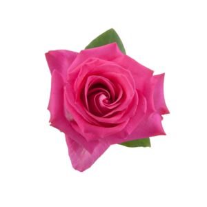 ROSE, 60CM DARK PINK, TOPAZ