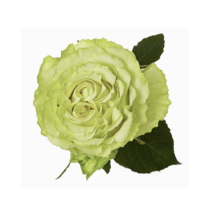 ROSE, 60CM GREEN, LEMONADE
