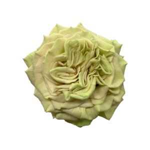 ROSE, 60CM GREEN, MATCHA