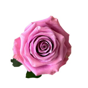 ROSE, 60CM LAVENDER, AMATISTA