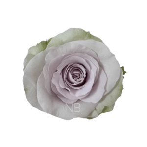 ROSE, 60CM LAVENDER, ANDREA
