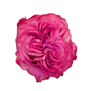 ROSE, 60CM LAVENDER, COUNTRY BLUES