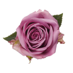 ROSE, 60CM DARK PINK, V.I. PINK