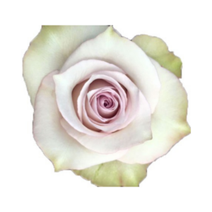 ROSE, 60CM LAVENDER, DEEP SILVER