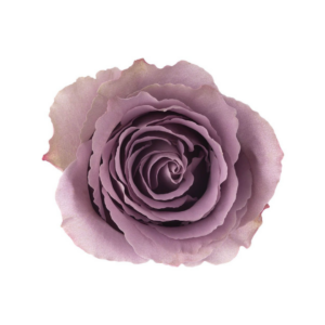 ROSE, 60CM LAVENDER, GREY KNIGHTS