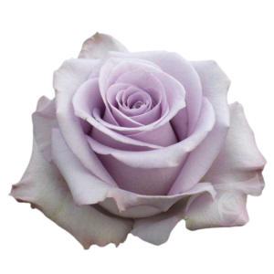 ROSE, 60CM LAVENDER, OCEAN SONG