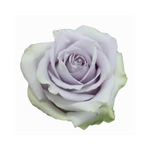 ROSE, 60CM LAVENDER, SILVERY LIGHT