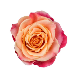 ROSE, 60CM NOVELTY, 3D