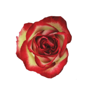 ROSE, 60CM NOVELTY, ABSURDA