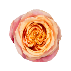 ROSE, 60CM NOVELTY, CHERRY BRANDY