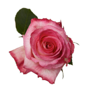 ROSE, 60CM NOVELTY, HIGH & CANDY