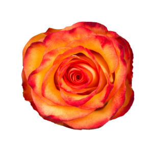 ROSE, 60CM NOVELTY, HIGH & MAGIC