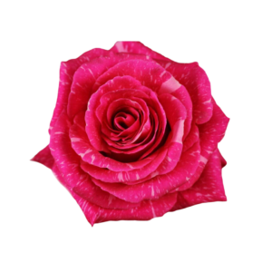 ROSE, 60CM NOVELTY, PANDORA