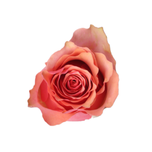 ROSE, 60CM NOVELTY, SAMBA PA TI