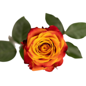 ROSE, 60CM ORANGE, ATOMIC